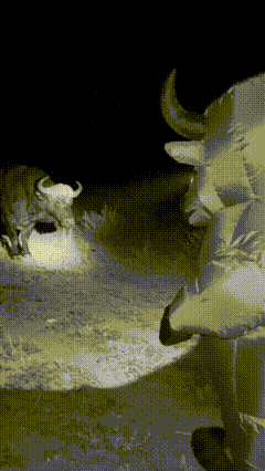 这牛跟牛之间就是牛脾气的“小斗士”，爱打架着呢，可别去自讨苦吃！