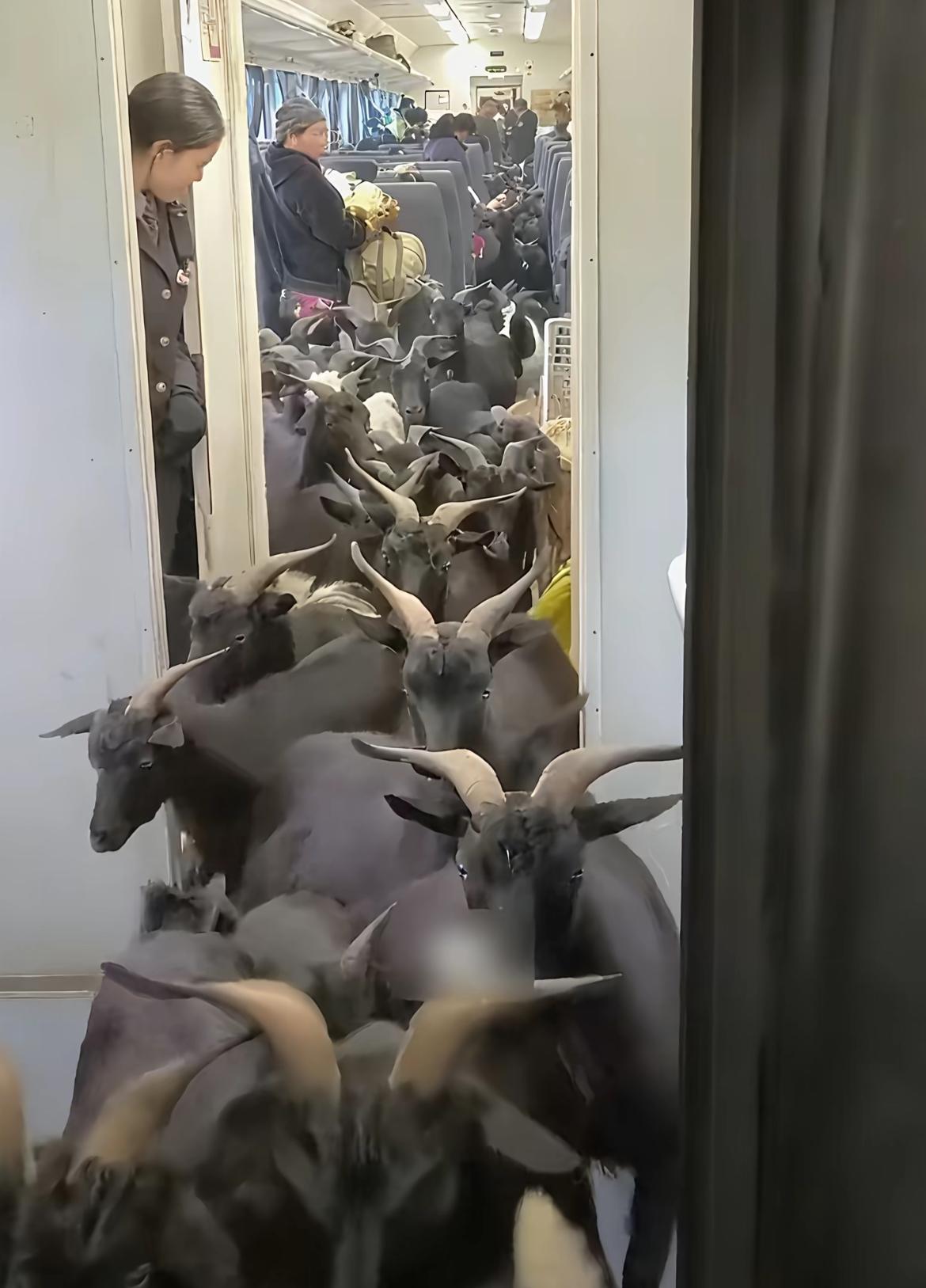 普雄到攀枝花的5633次列车从来不只是交通工具。，彝族老乡用箩筐运花椒和羊肚