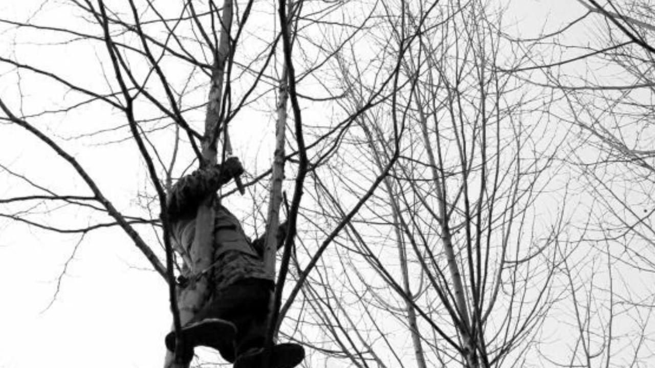 上世纪60年代的一天，南京军区政委外出视察，途经灵谷寺。园林工人们正在伐树，却忘