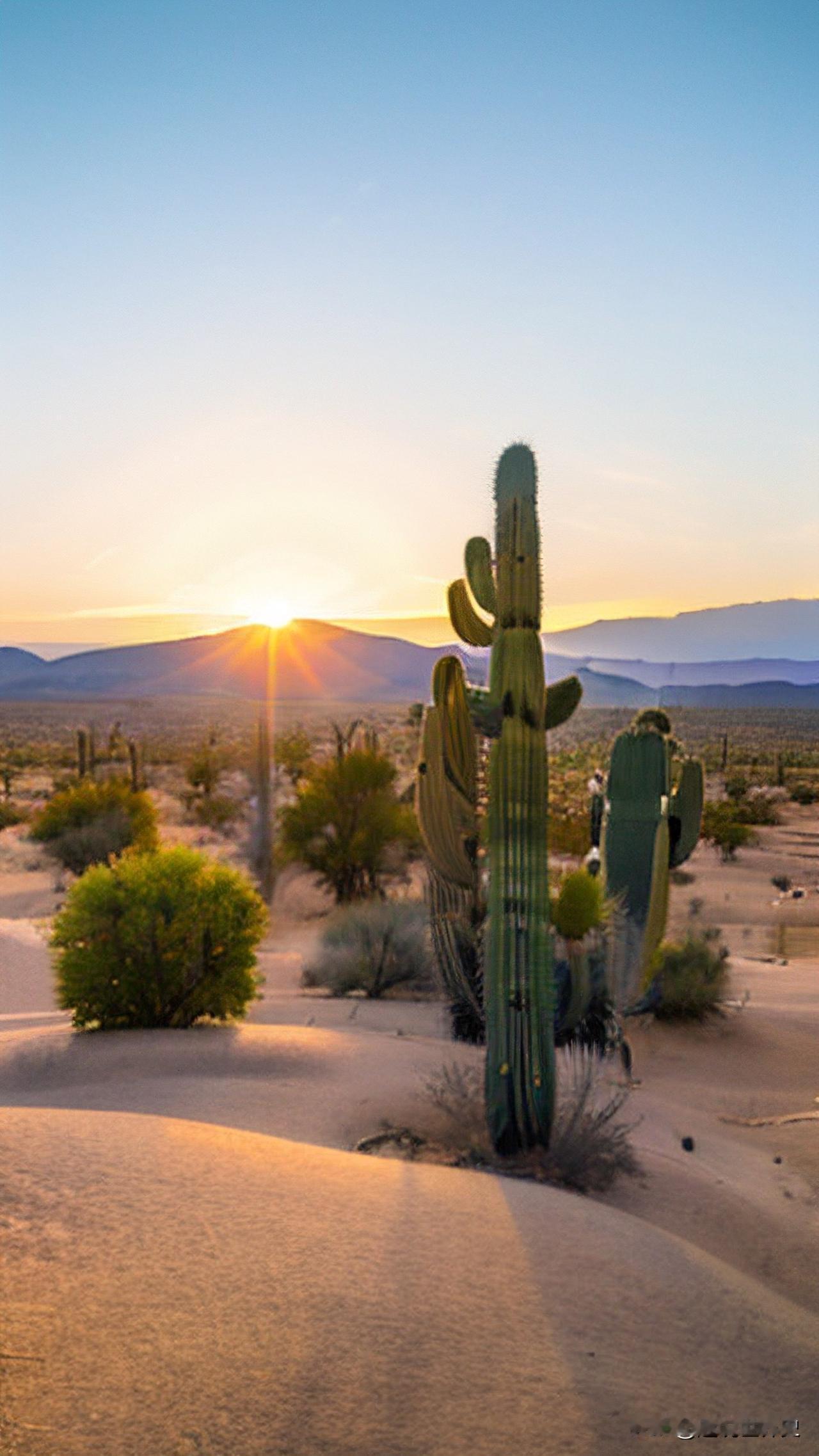 如果你改变不了沙漠，又没本事离开沙漠，那你只能把自己变成仙人掌。【美】卡勒德•