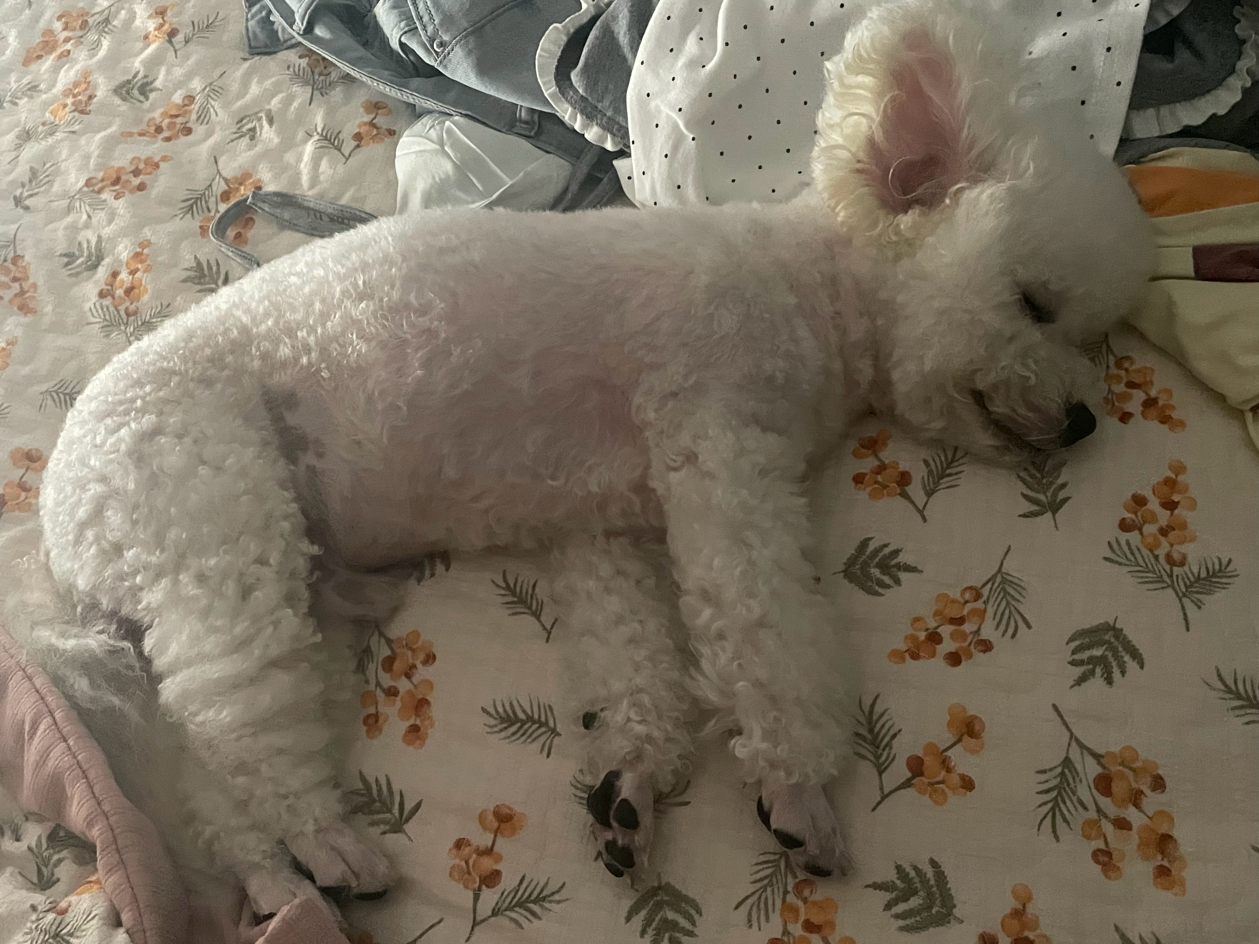 摊牌了我家小狗其实是精灵来的🧚