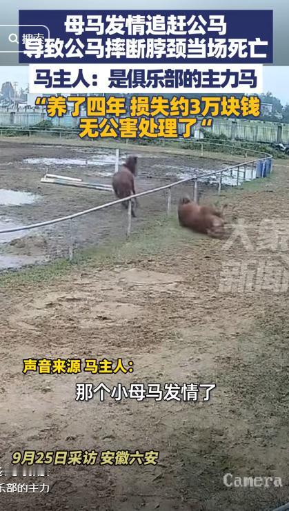 这可能是最悲剧的死法了！安徽一马场内，一匹母马发情疯狂的追逐一匹公马，公马被吓到