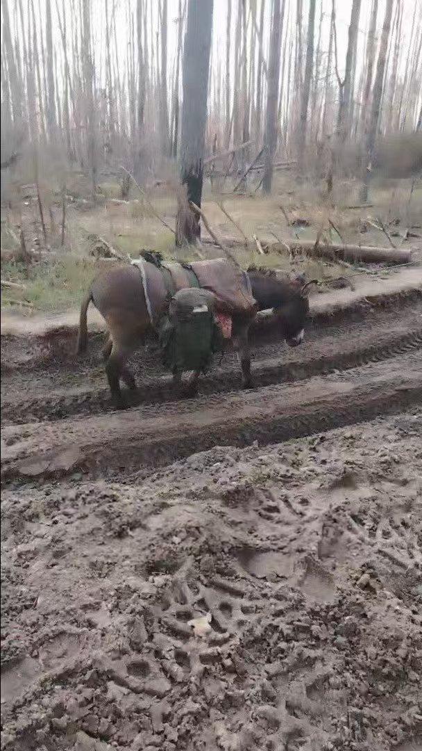 俄军搞出大事情！俄军出动军用毛驴，向前线运输迫击炮炮弹！初冬的顿巴斯到处都是烂泥