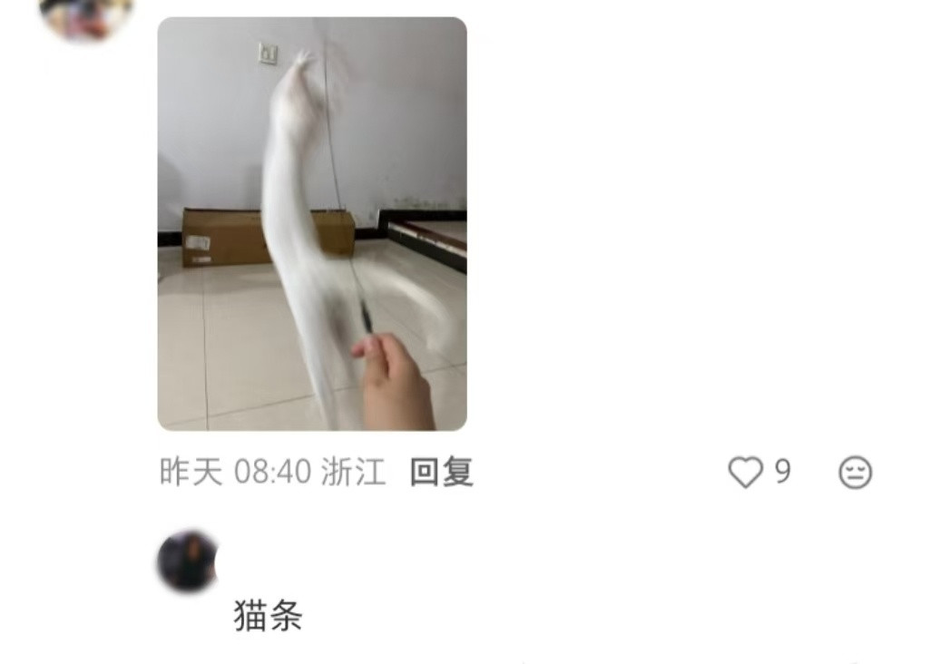 建议严查逗猫棒让小猫变身白色大蜘蛛