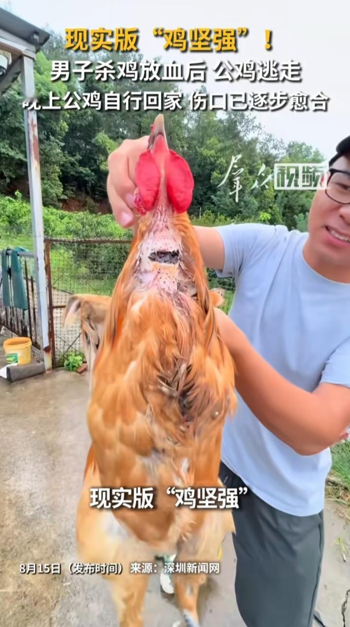 杀鸡放血后跑了，晚上自己回来还能飞能跑：这只“鸡坚强”，把主人整不会了原本