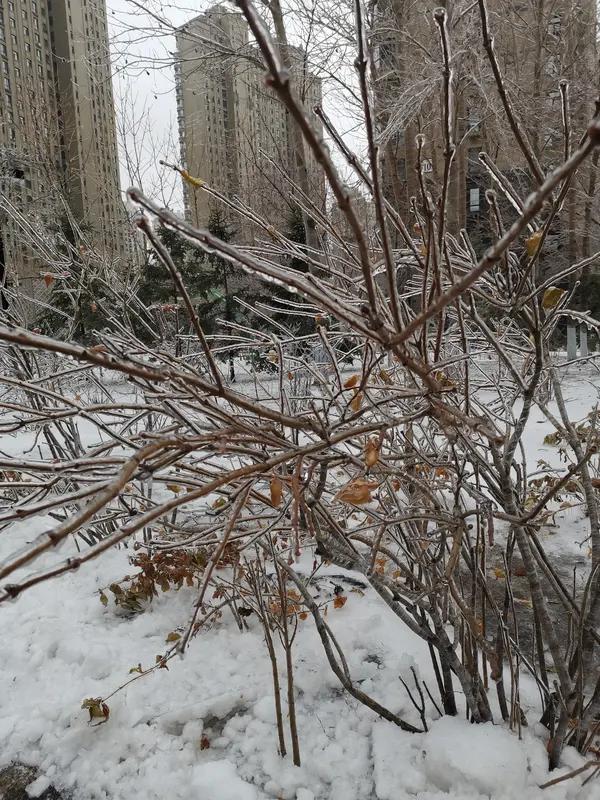 今年冬天的不同今年冬天真是与众不同，据说这可是六十年一遇的情况。和以往相比，气