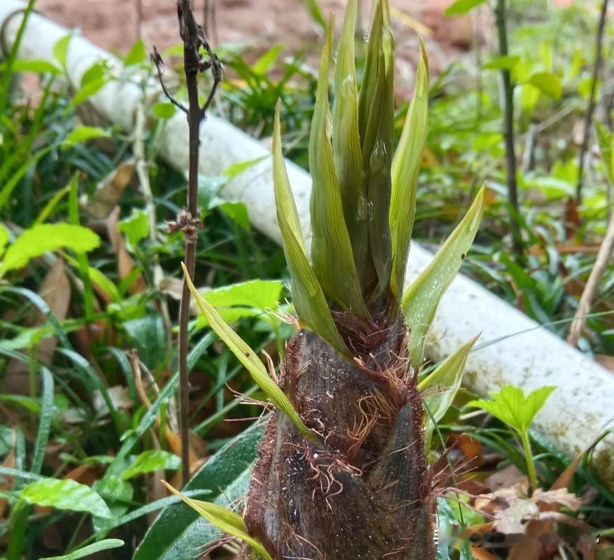 一位网友说:乡镇卫生院副主任医师还不如三家医院的住院医生！大家怎么看？农村长