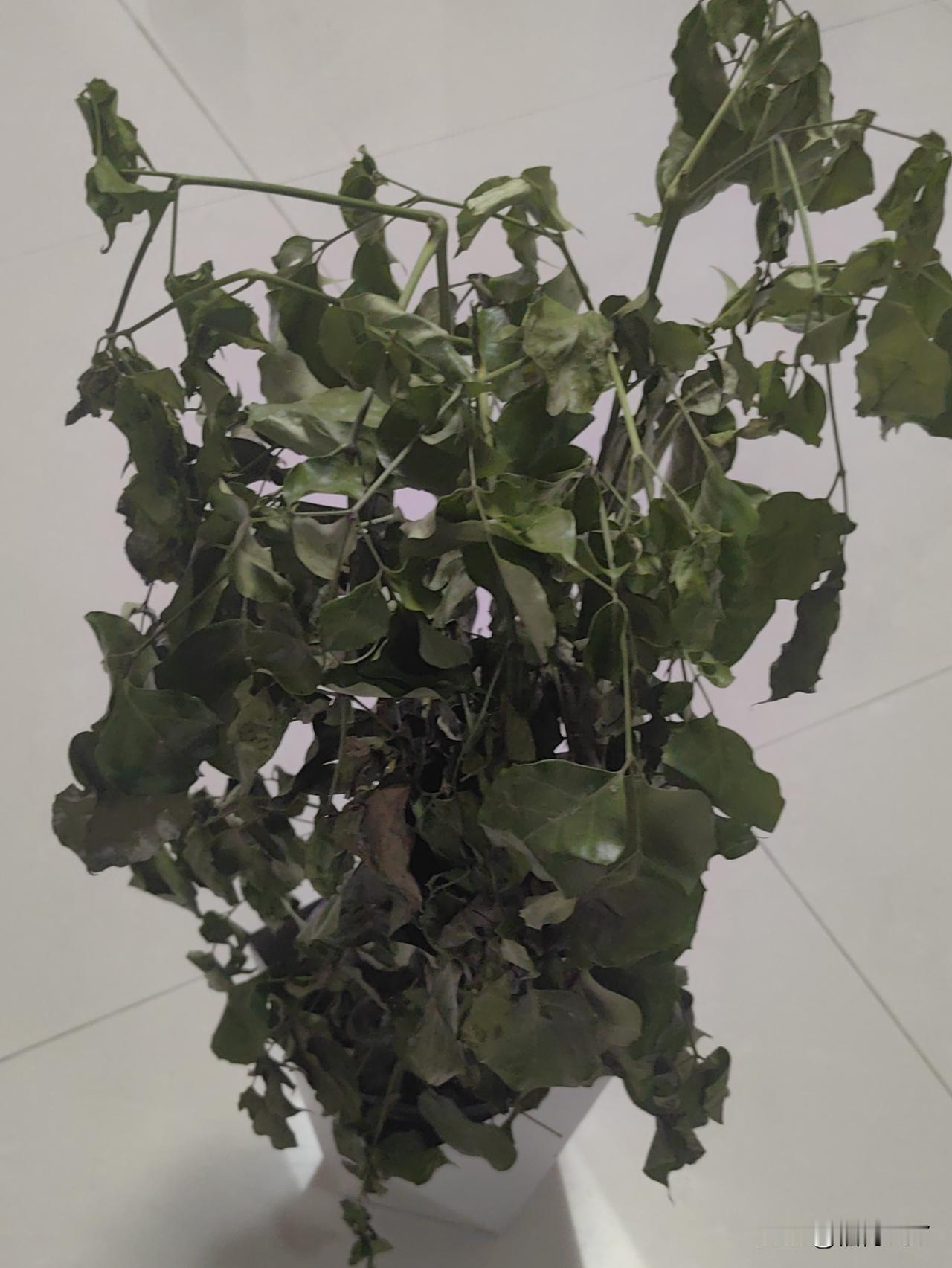 都说室内最好养的绿植，除了绿萝就是这种发财树。可是，刚从抖音的直播带货那里买回来