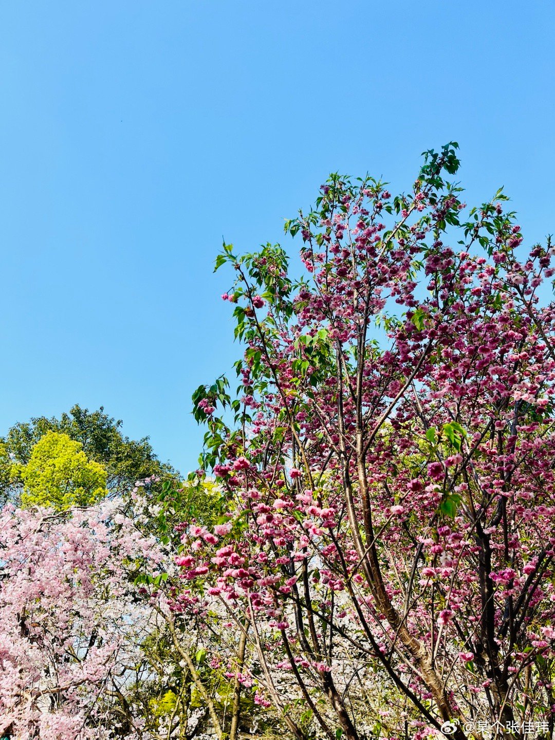 重庆南山植物园花开。去看时想起小时候春游。小学时期中考试完，春游秋游。那时无锡小