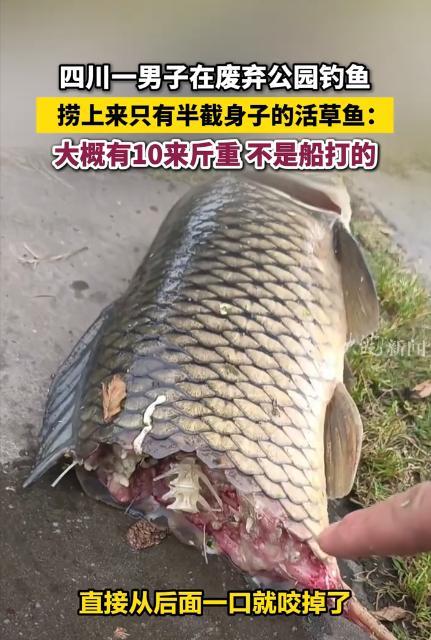 “邪了门了！”5月6日，四川眉山，一男子在一处废弃公园钓鱼，突然看到水面上有一条