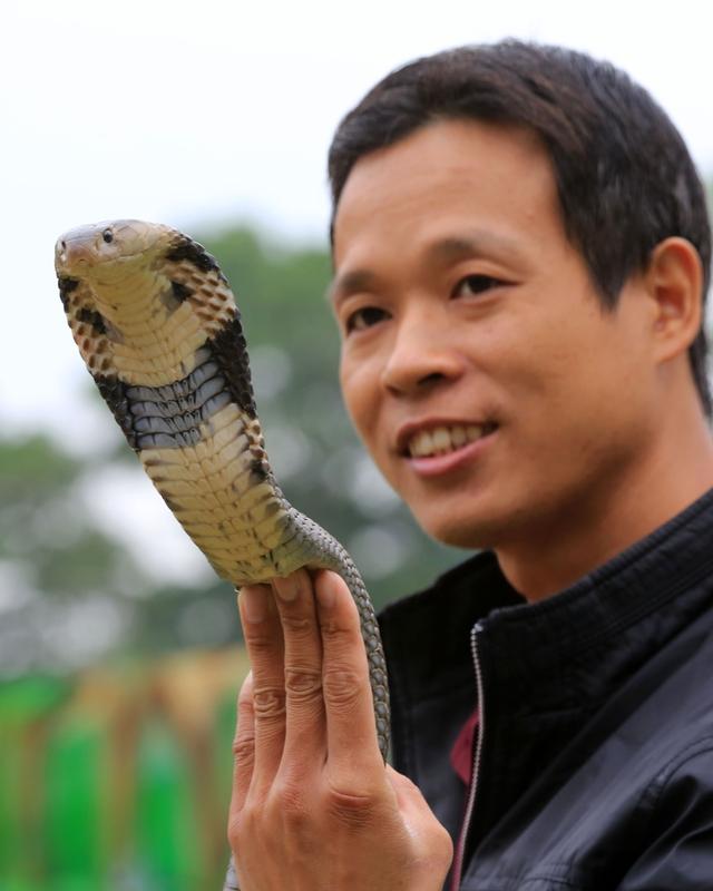 最近，3米长眼镜王蛇被抓后放归野外这事引发网友热议。就说云南元江那次，村民老李在