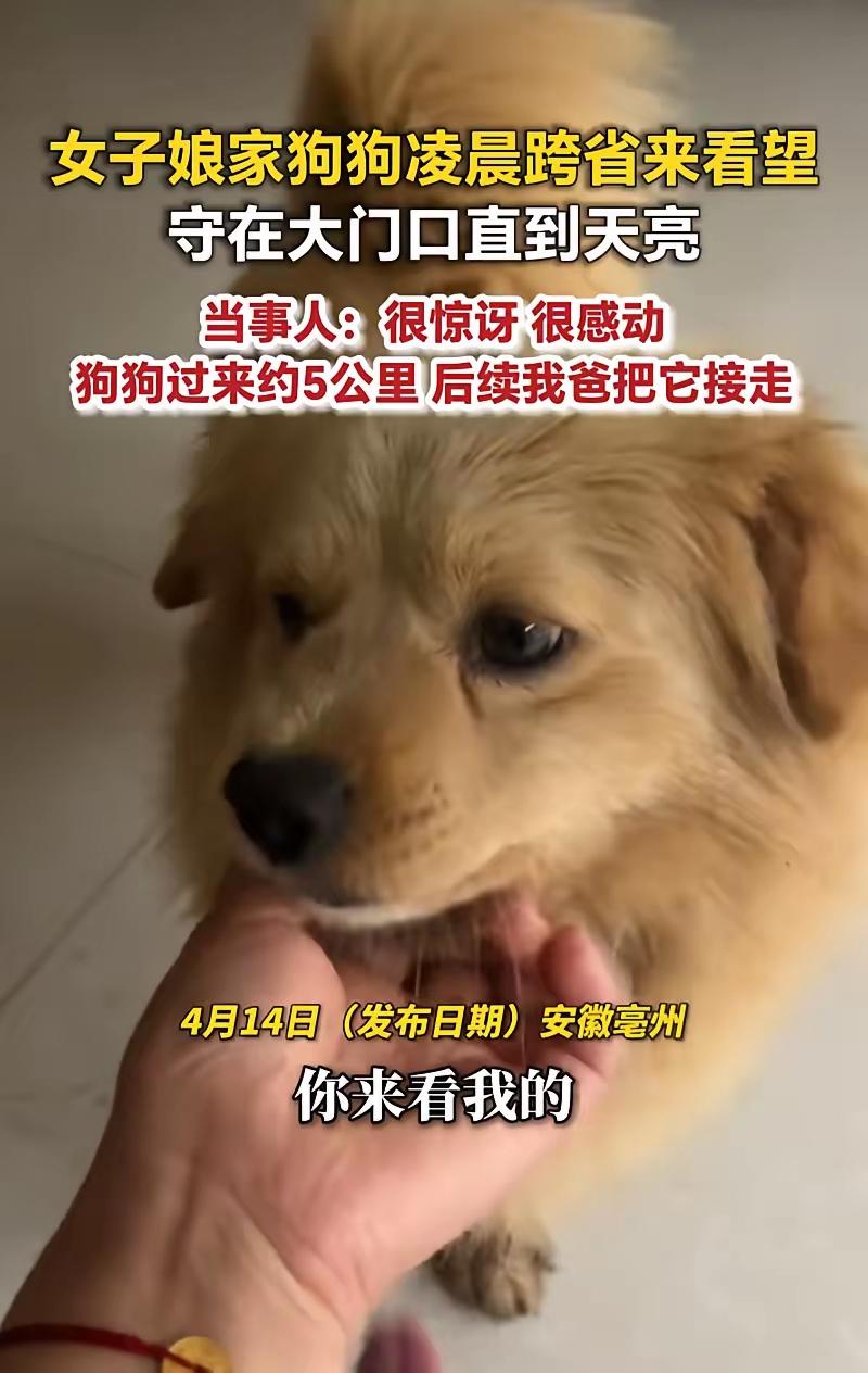 太有灵性了！安徽亳州，男子早上准备出门上班，打开门后却发现有一条小狗，而这条狗是