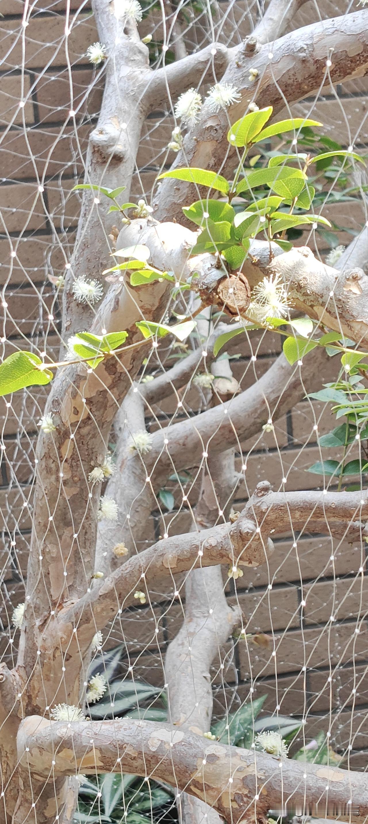 晒一晒你随手拍的花神奇的植物，从开花到结果不到一个月时间