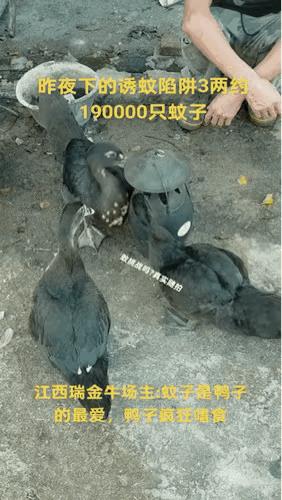 明明是20万只，老板却硬说19万只。怎么办？