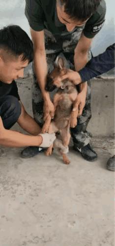 说实话你们猜猜狗子心里会不会恨他们啊明明是一条狗非逼着干人事[捂脸哭]