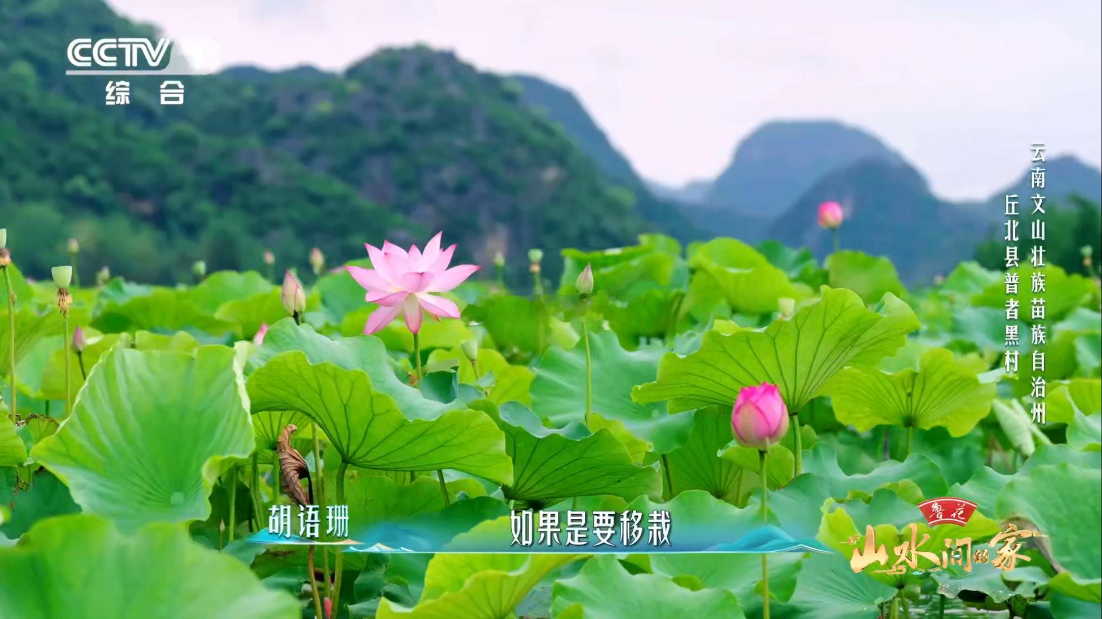 云南一村集齐300多种荷花在云南这片神奇土地上，竟藏着能让人瞬间失语的荷花秘境！
