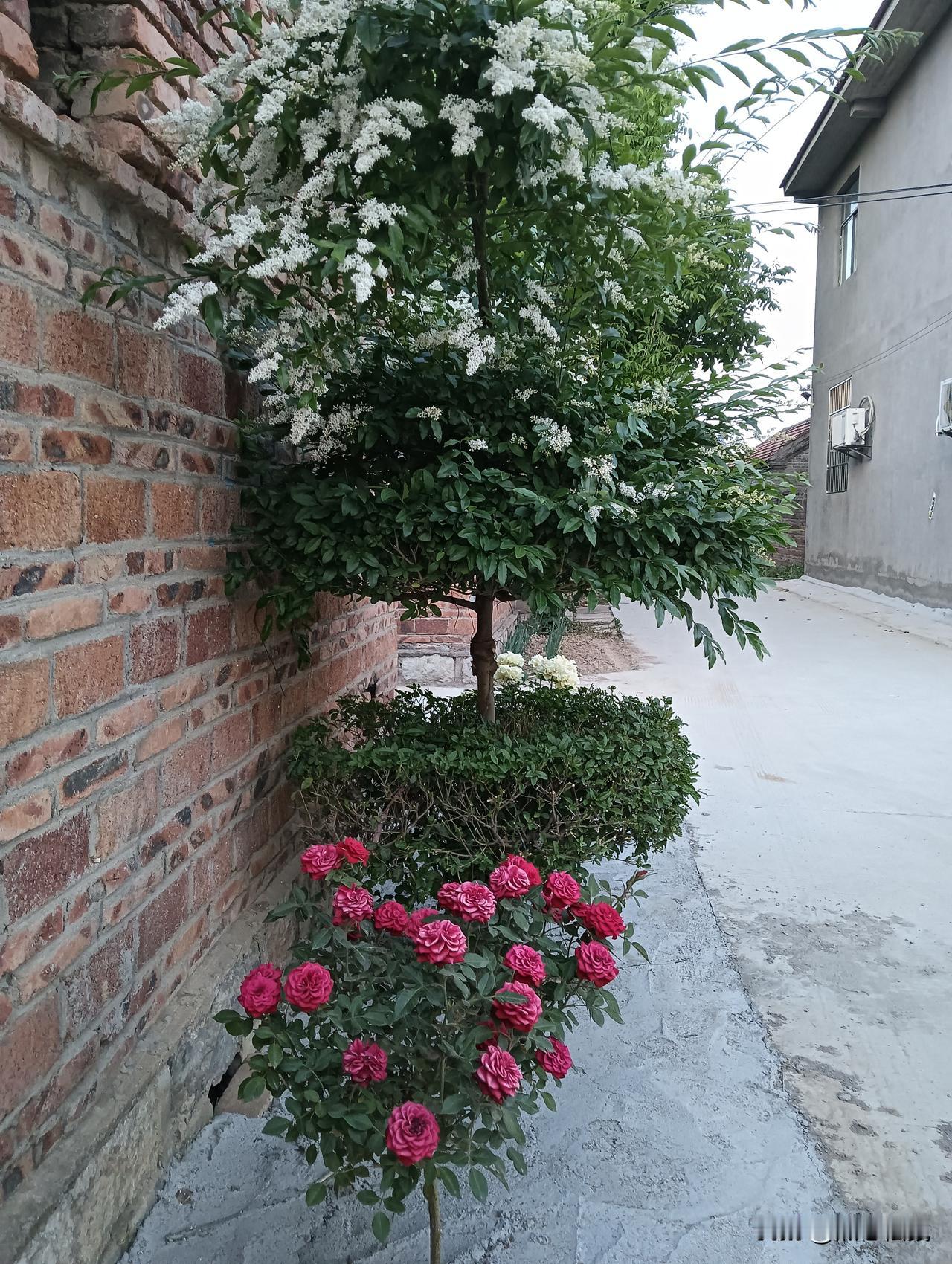 红玫瑰与白花树相映成趣，静谧的庭院美景。，