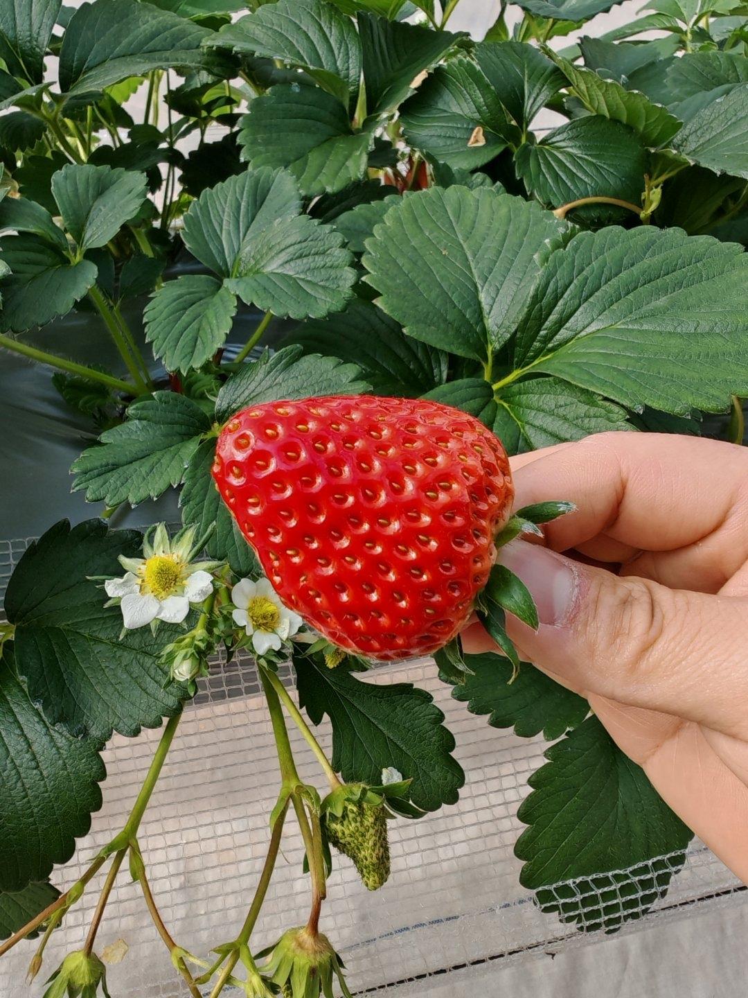 草莓做梦都没想到，自己红得发紫，却被骂得发绿。打开短视频，满屏“草莓最脏水果”“