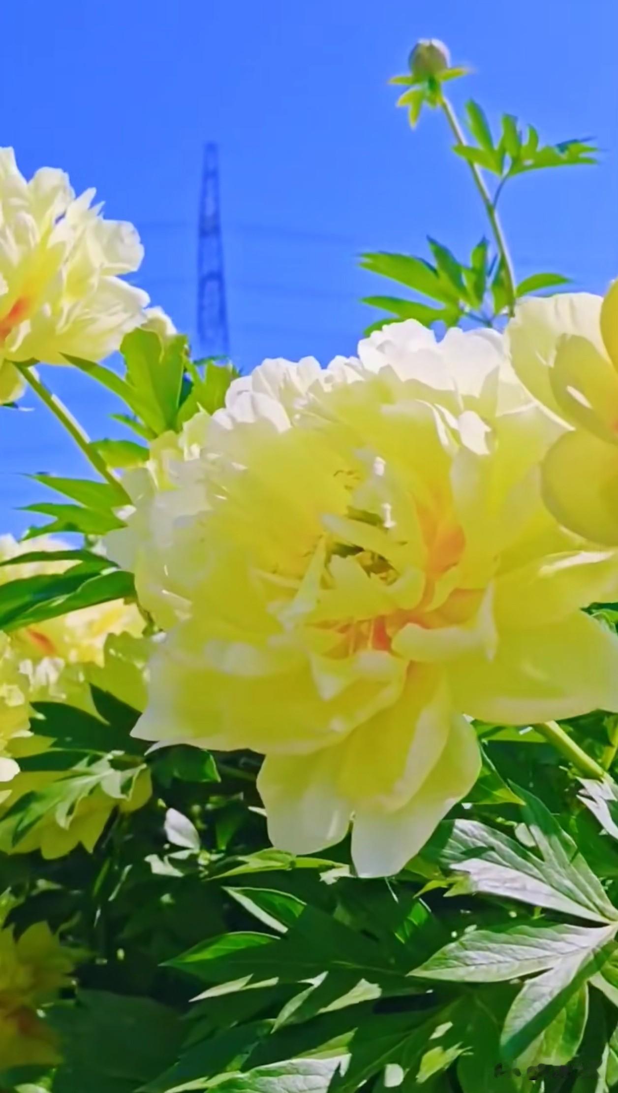 晴空之下，淡黄牡丹温柔舒展，浅黄花瓣裹着暖阳，干净治愈，自带清透治愈感。它没有浓