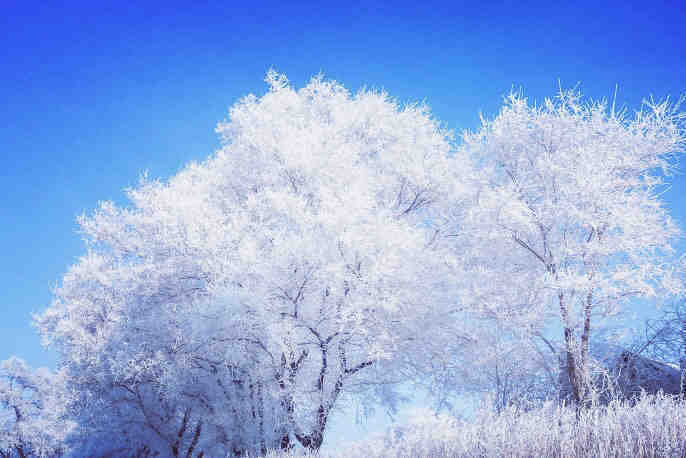 吉林雾凇浓霜中夜雪，千林成雾凇！旅游美景