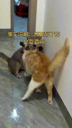 笑不活了！橘猫偷喝白酒直接醉酒发疯，全程名场面不断万万没想到，猫咪也会贪杯