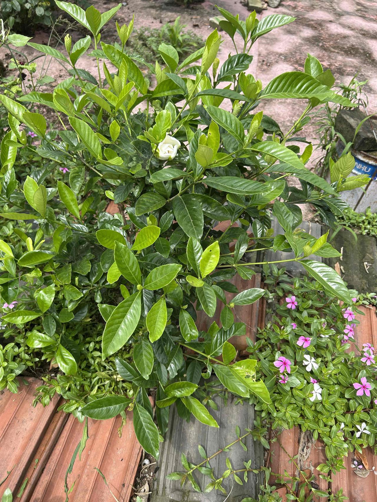 太痒了！荨麻疹着实厉害，痒得钻心，难受至极。很不幸我患了“丘症性荨麻疹”。