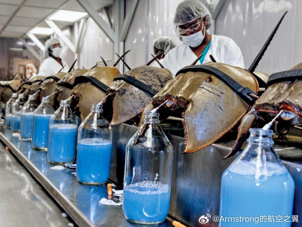 每年有50万只鲎（hòu）被捕获，在采集了它们的蓝色血液后被放生。这种血液被制药