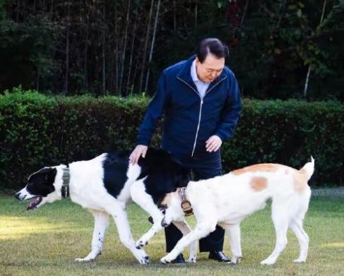 喜爱猫猫狗狗的人，大多是具有爱心和耐心的，没有想到尹锡悦和金建希如今败的这么惨，