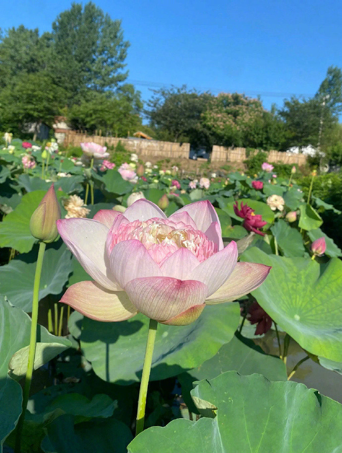 蝉鸣惊半夏晴光映荷花。🪷