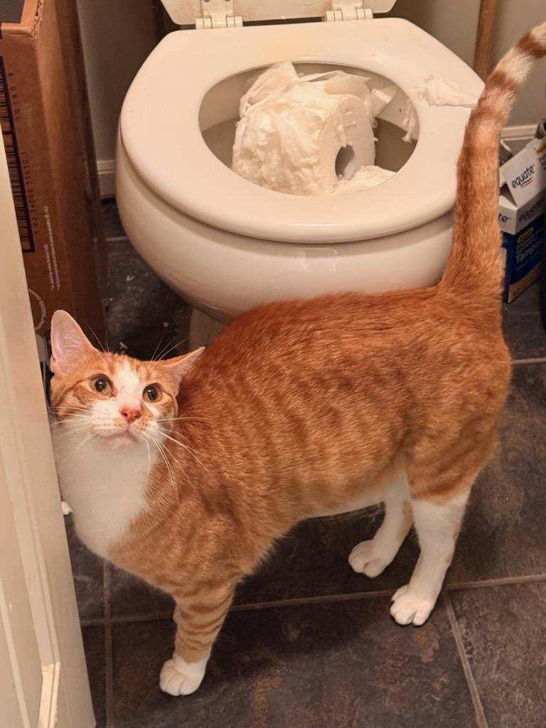 有只猫把整卷卫生纸叼进马桶，还一脸得意。最绝的是，它居然会自己掀开马桶盖——这聪