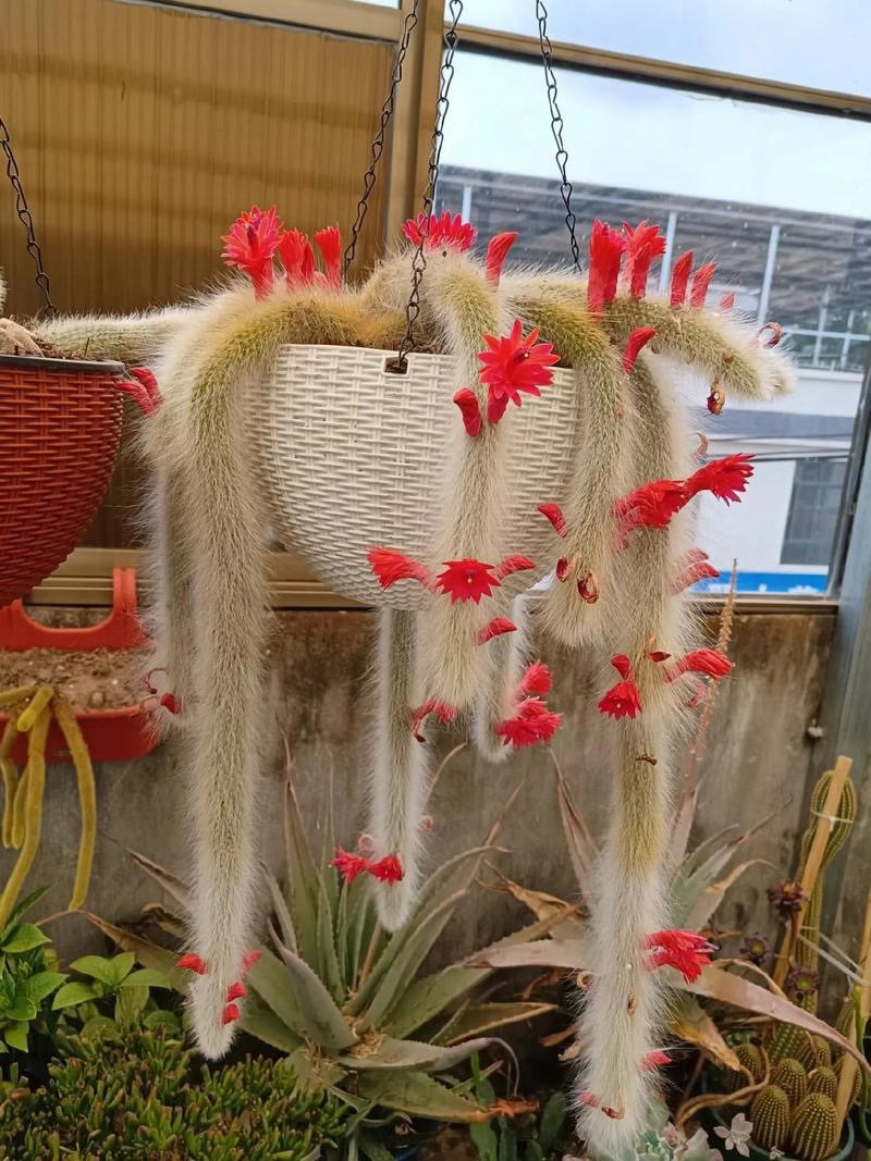 ‎种植九尾狐仙人掌（学名：猴尾柱，仙人掌科管花柱属）是垂吊型多肉植物，喜光耐旱