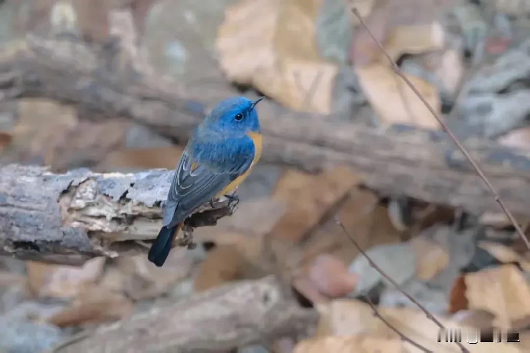 今天早上看微信，突然发现合肥出名啦！因为发现了一只🐦，确实看图片是真的很可爱，