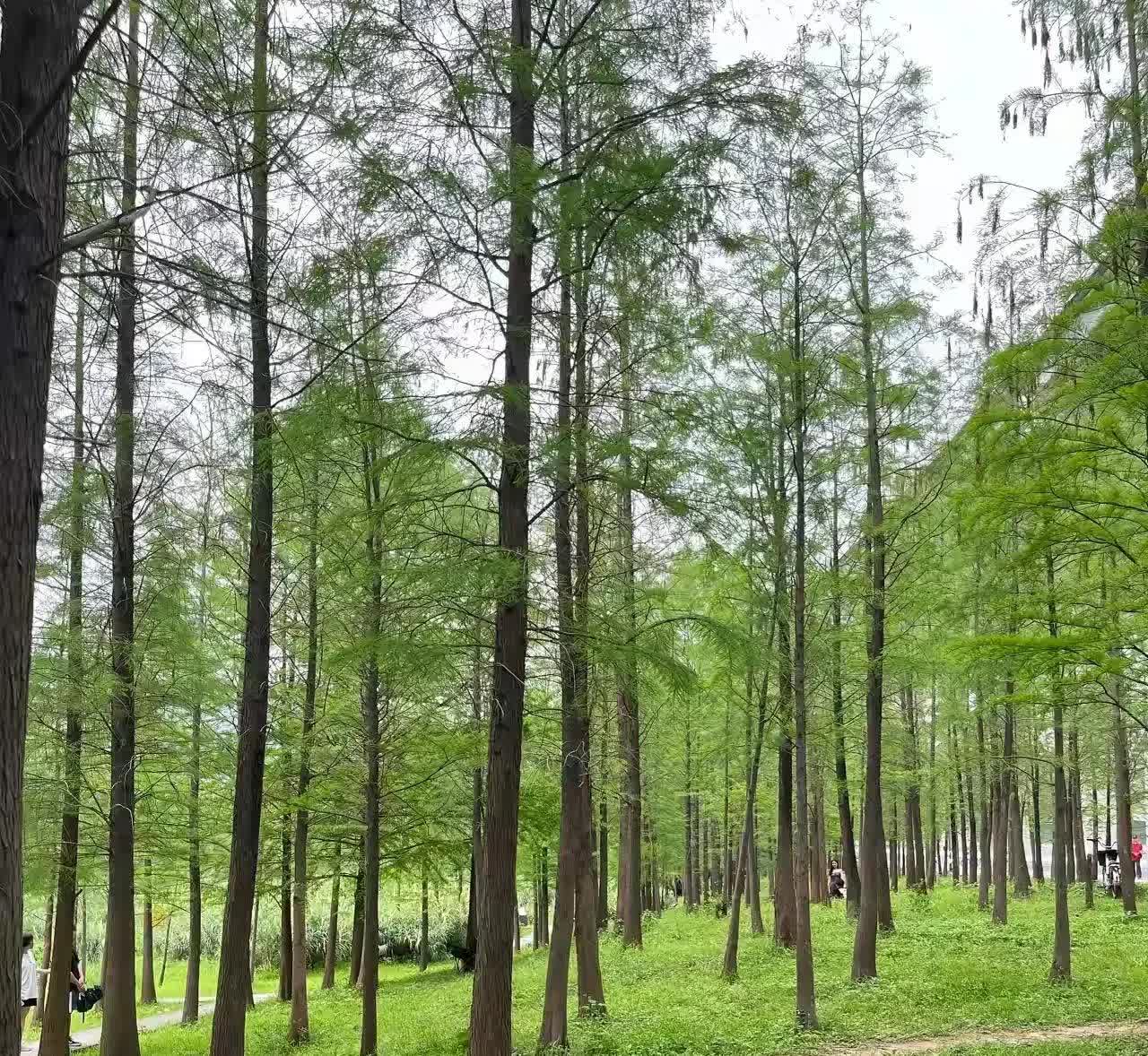 我们村里有一个奇怪的现象，从我小时候到现在几十年来从未改变过，村里死人就会死一双