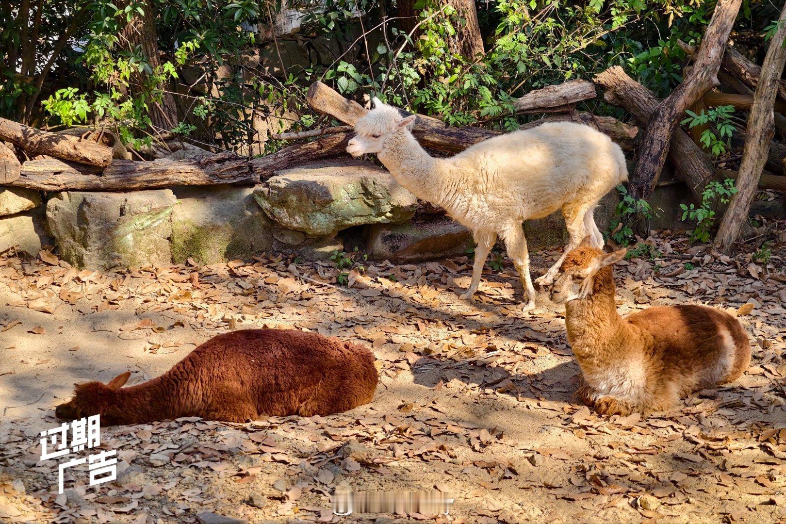 上一次去动物园还是上一次。我的日常plog动物园动物园杭州·杭州动物园