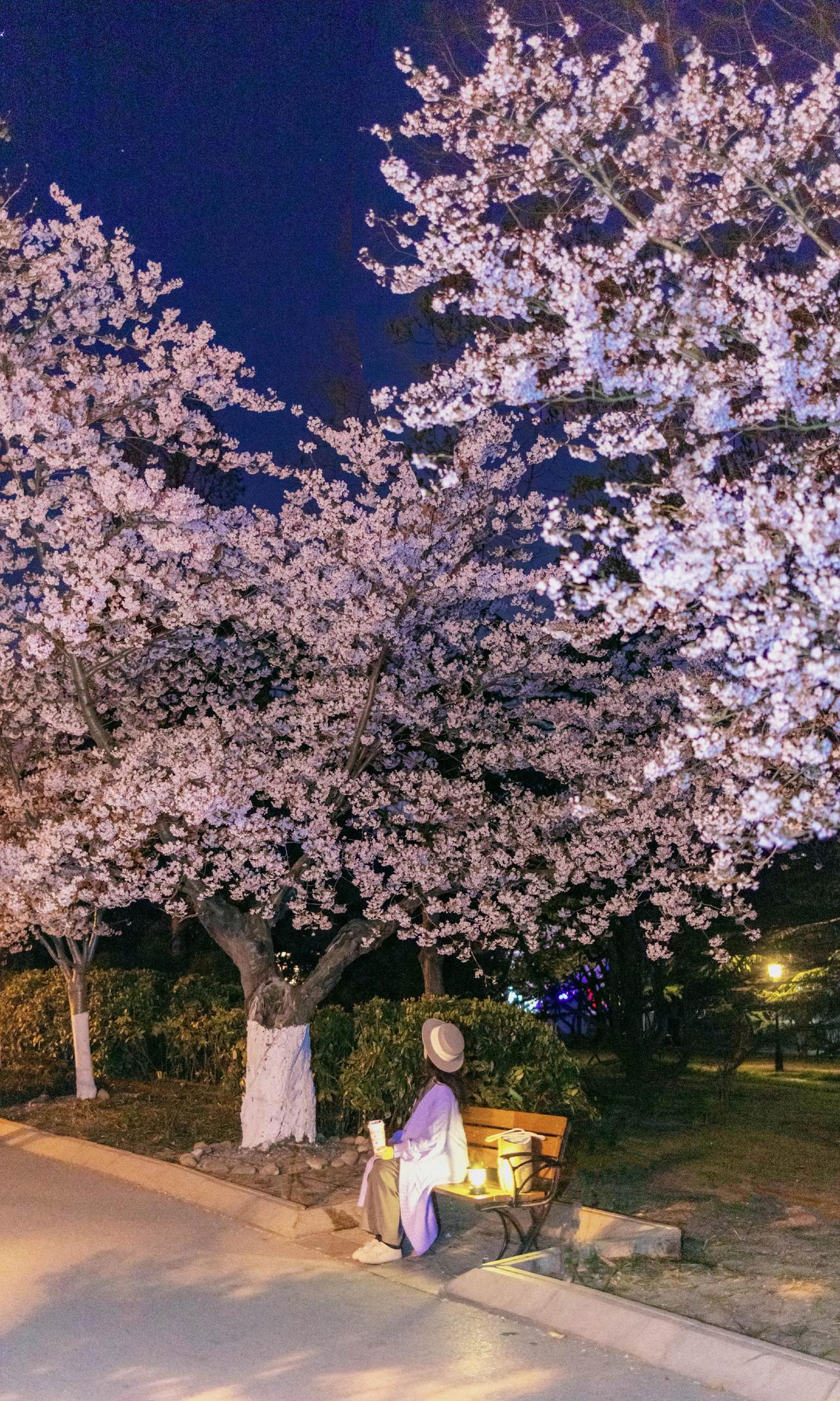 “春天没有方向，春天只顾花开”之前还在写类似不要去中山公园人挤人发现小众赏樱地