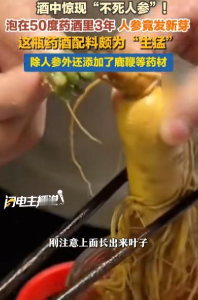 “天方夜谭！”上海，一男子在家喝酒时，意外发现泡了3年的药酒里的人参居然长出了绿