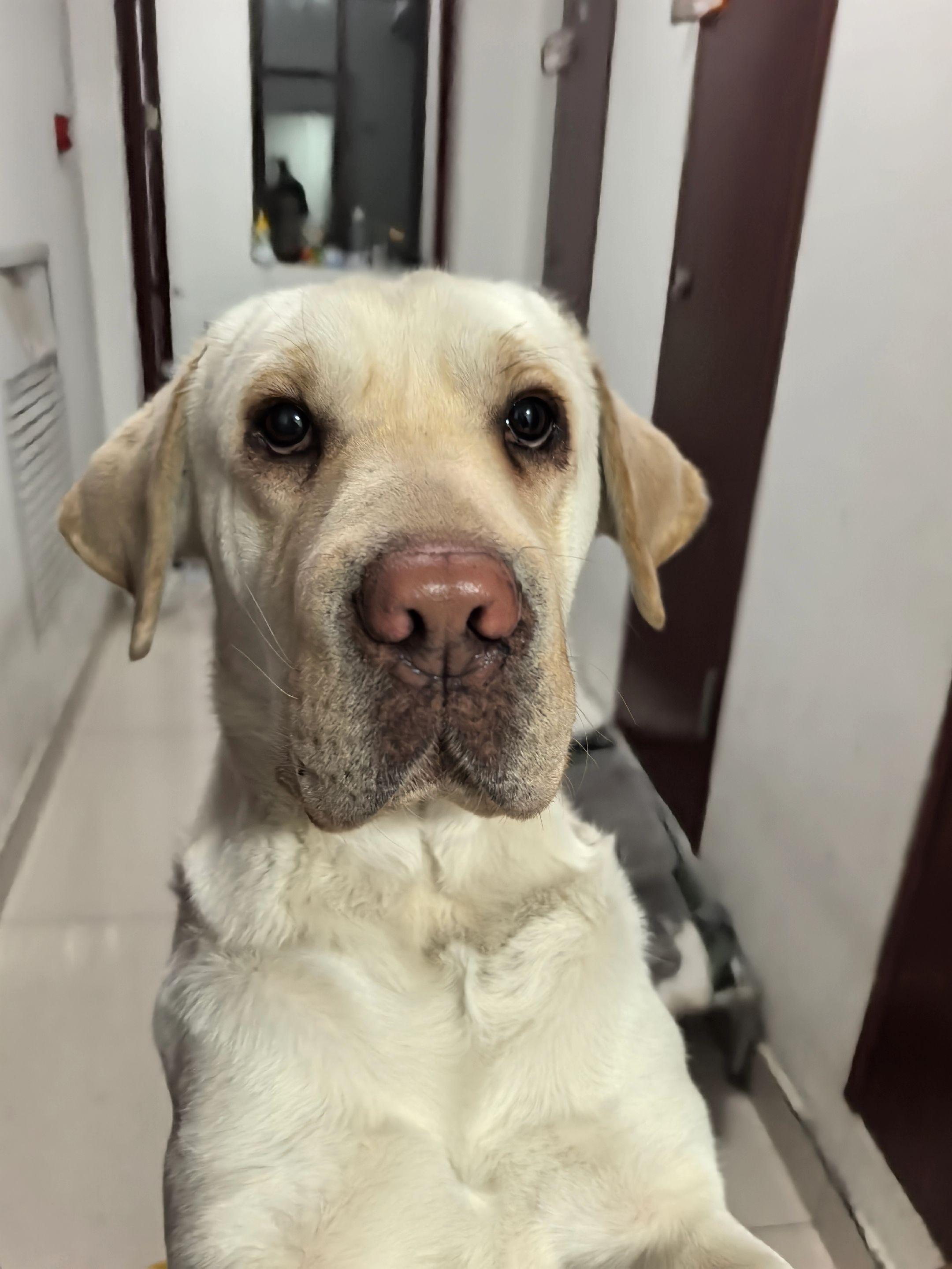 眼神坚定的想拆家。