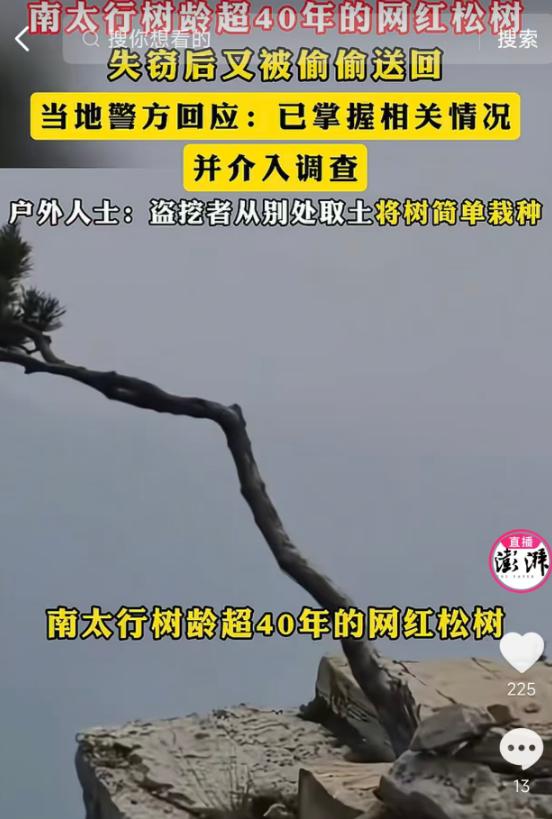 5月21日报道，南太行那棵长了40多年的网红崖松，此前莫名被盗挖消失，全网关注后