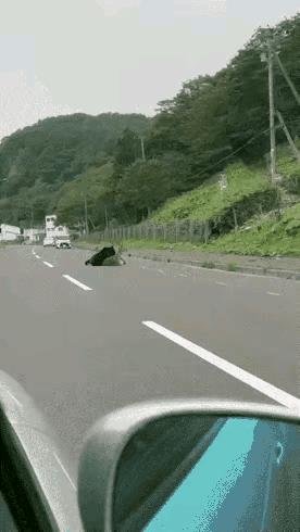 马路上，一只黑熊正在猎杀一头梅花鹿。梅花鹿痛苦的哀嚎着，向两条腿的人类求救，可路