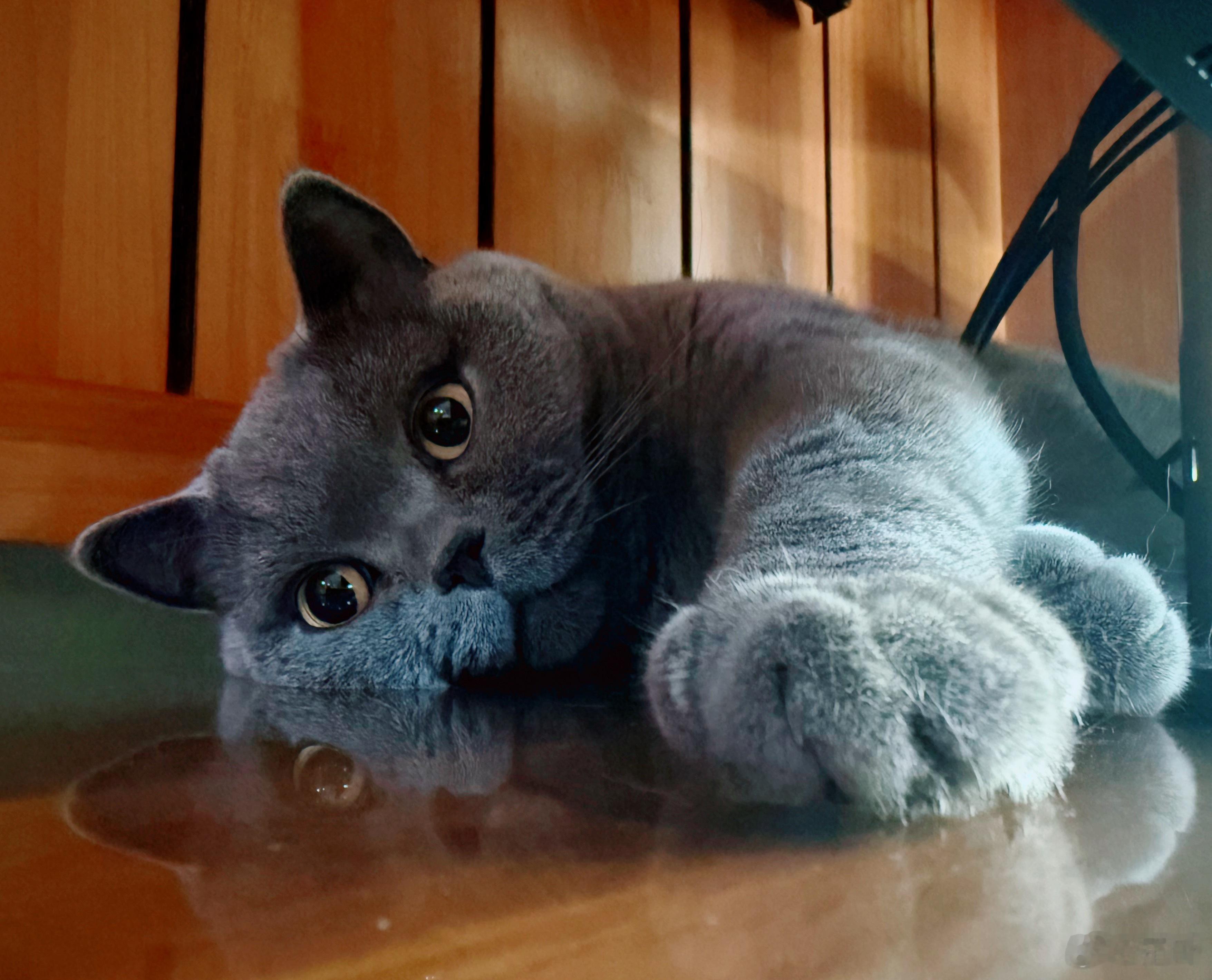 猫猫总是躺在显示器后面陪着。好可爱呀。[doge]​​​