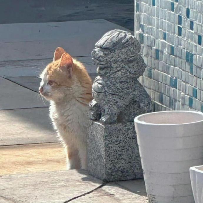陪石狮子站岗的小猫太可爱了吧