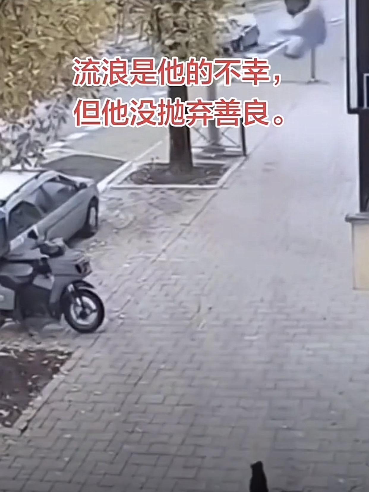 杭州一老小区里，小男孩从三楼窗台掉下来，千钧一发之际，楼下蹲着的流浪黑猫突然弓背