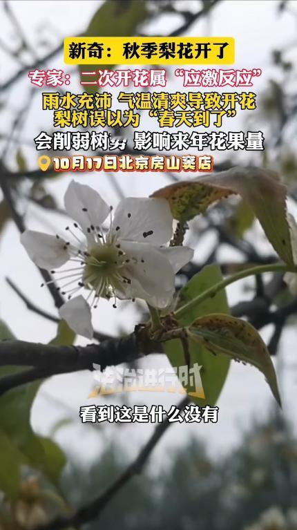 “离了个大谱！”10月17日，北京一男子起床后，竟发现院子里的梨树开花了！要知道