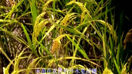 全体演员大合唱-《在希望的田野上》(桃李芬芳