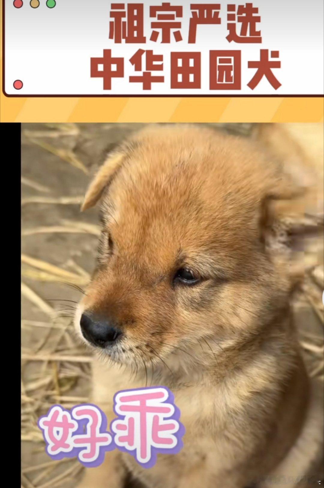 中华田园犬禁养中华田园犬祖宗严选的品种都禁养？忠诚度高，身体素质好，聪明通人性