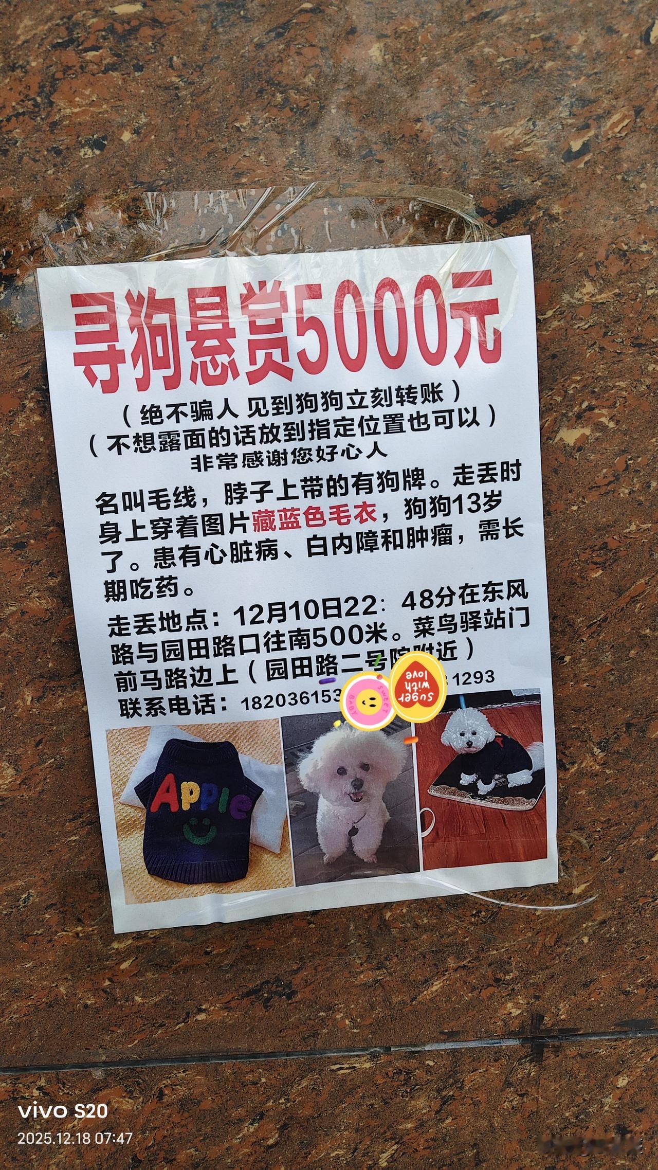 今天早上在郑州市丰庆路的一家店铺门口看到这张寻找走丢宠物狗的悬赏帖，心里不由一震