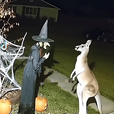 麻婆过万圣节​​​