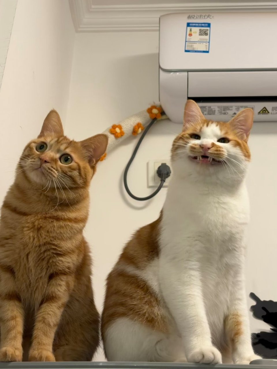 宝宝你是在假笑吗😬猫咪