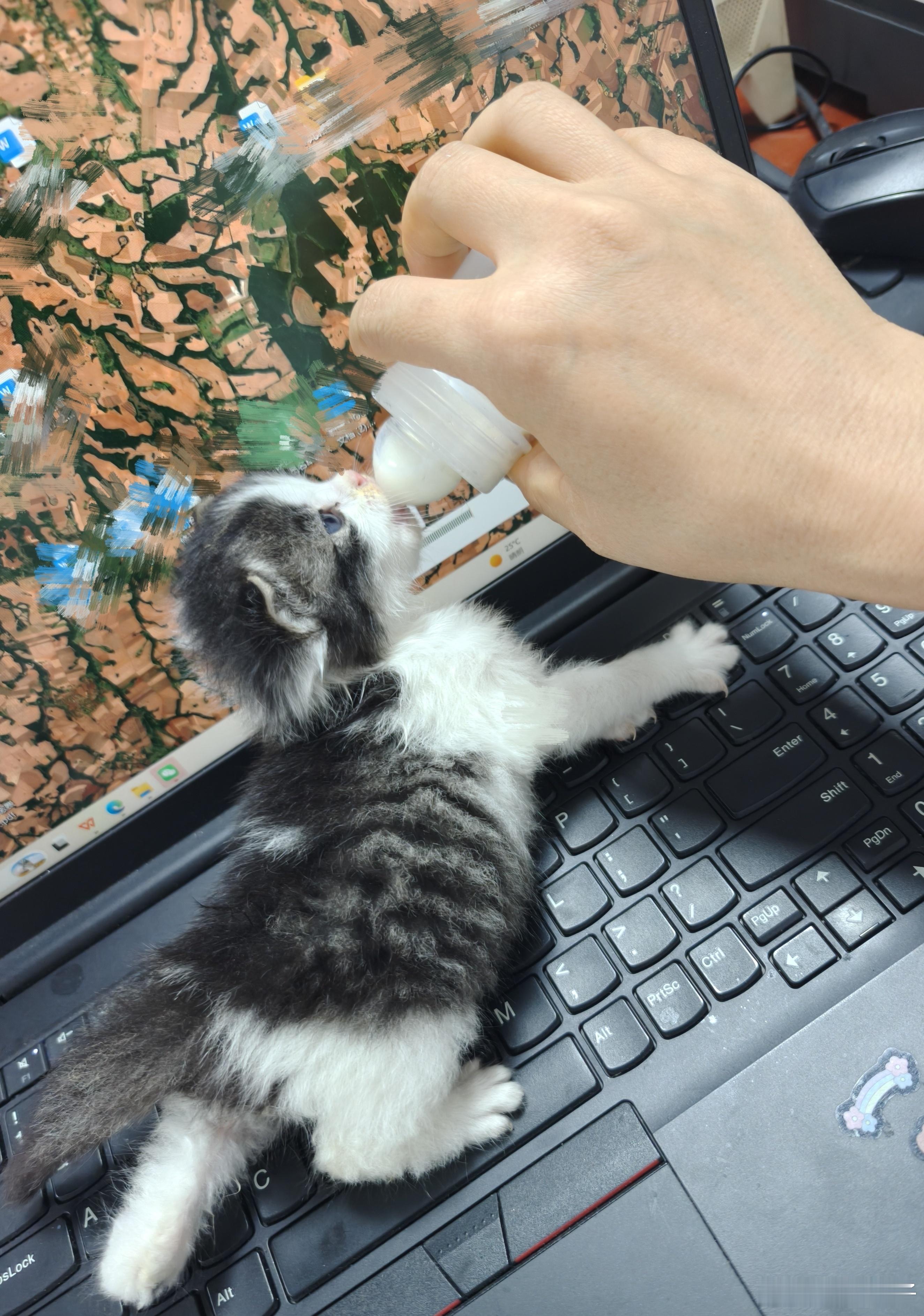 在车底下扒出来的一只小流浪猫，找了一圈都没找到他的妈妈，超级可爱，看起来只有几周大，买了羊奶粉和奶瓶