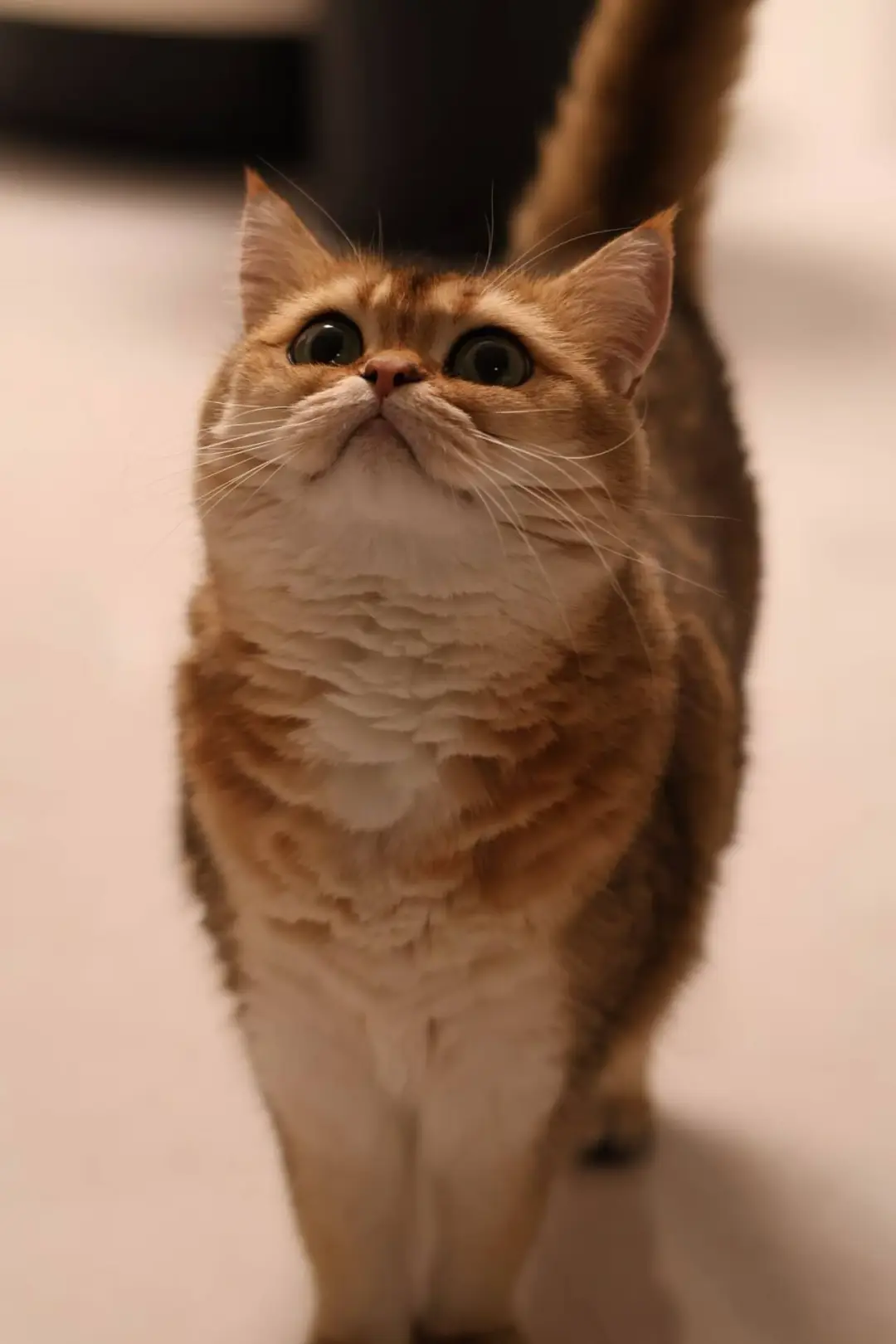 好可爱的小猫咪